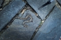 Zmije růžkatá - nejnebezpečnější evropský had, smutný pohled