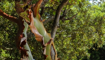 Planika drobnolistá (Arbutus Andrachne – Greek Strawberry tree)