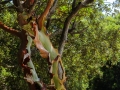 Planika drobnolistá (Arbutus Andrachne – Greek Strawberry tree)