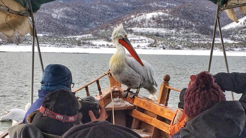 Lodní výlety si tu můžete dopřát i v zimě, kdy jsou pelikáni hladoví a Vassilis je láká na příď své lodi chutnými rybami. Pelikán si tak někdy sedne přímo mezi posádku :)