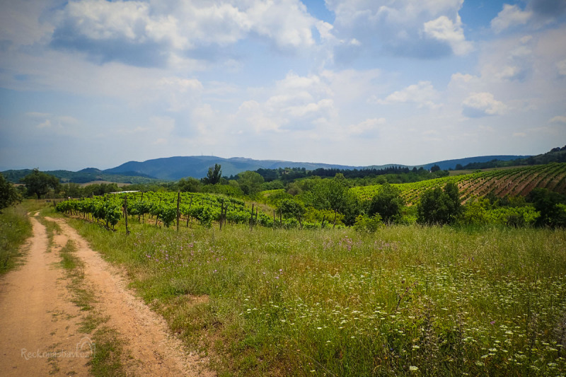Cestou od hraničního přechodu Evzoni projedete vesničkami Plagia a Fanos, kde se pěstuje nejlepší červené víno v řecké Makedonii!