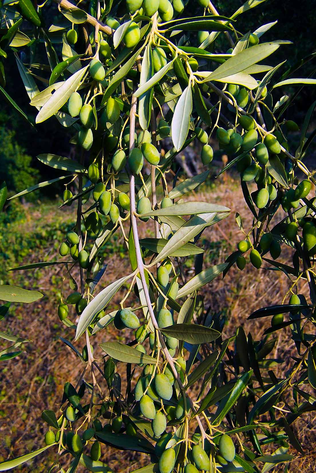 Mladé, ještě nedozrálé olivy uprostřed léta