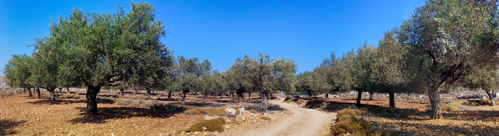 Dobře udržovaný olivovníkový háj - to je soustavná dřina několika generací