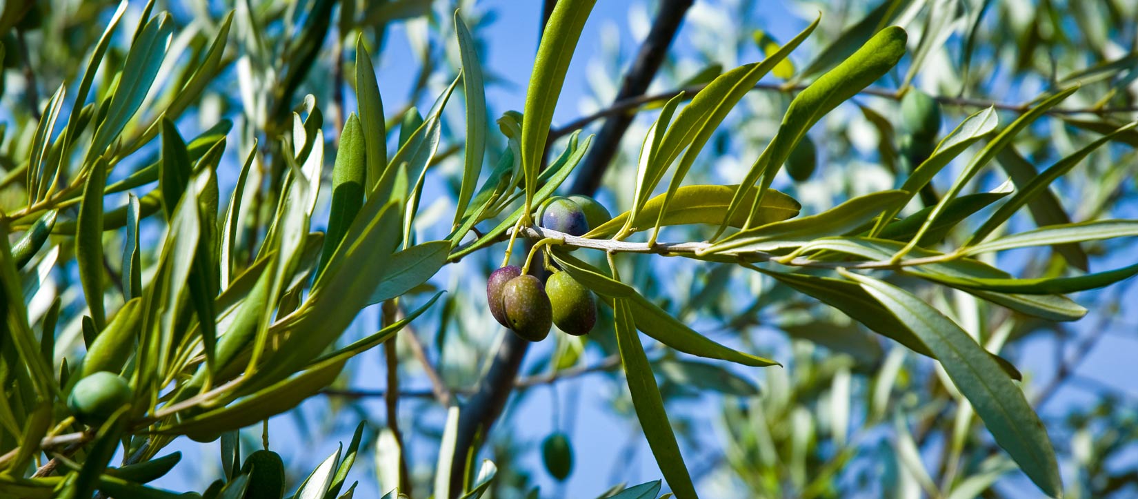 Pomalu dozrávající olivy koncem léta