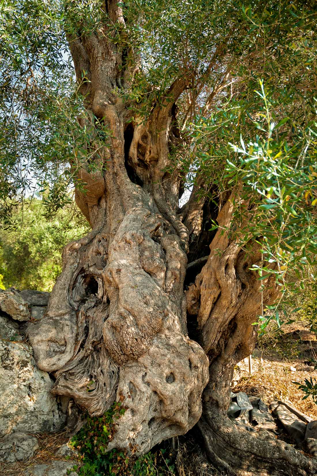 Olivovník u vchodu do pevnosti Gardiky je starý několik staletí