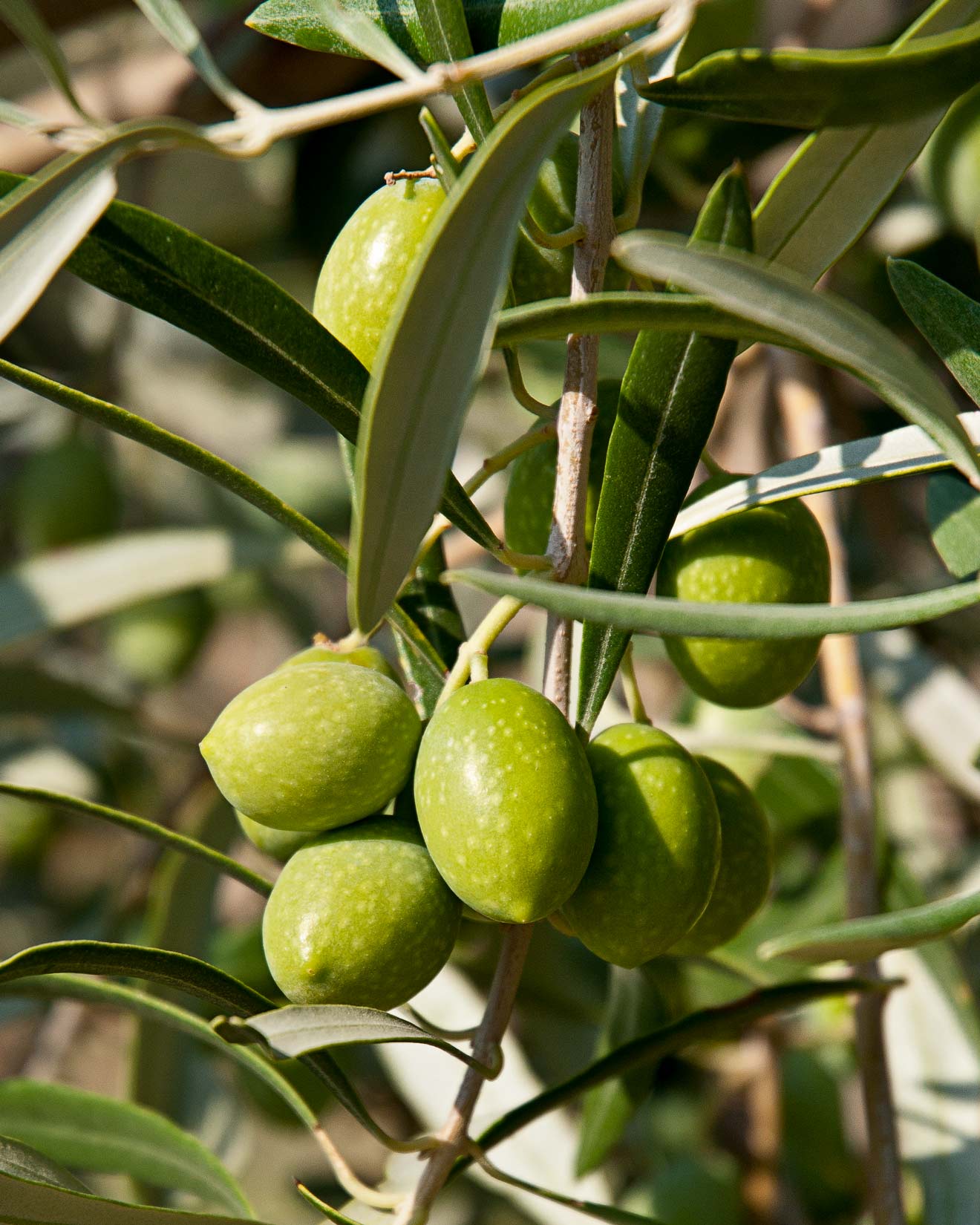 Tento kultivar olivovníku dává plody určené k fermentaci