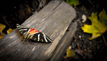 Tady už se nám motýlek Panaxia nápadně vybarvuje a máte vidět, když přilétají a odlétají ze skupinové seance - jen to rudě bliká na všechny strany