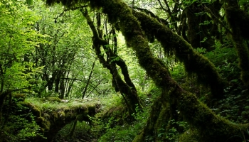 ... v "elfím lese" porůstá kmeny stromů mech ...