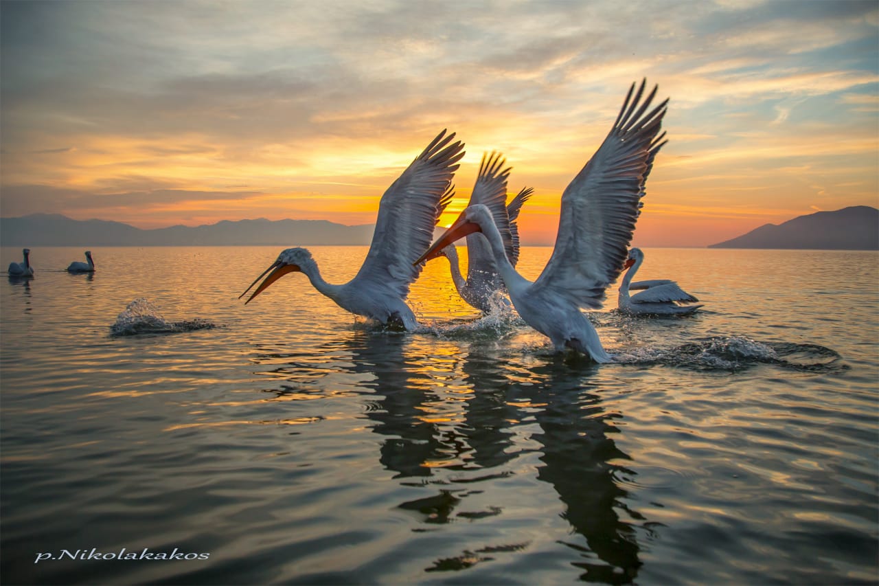 Jezero Kerkini – výlet za divokými pelikány