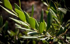 Olivový list,φύλλα ελιάς