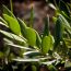 Olivový list,φύλλα ελιάς