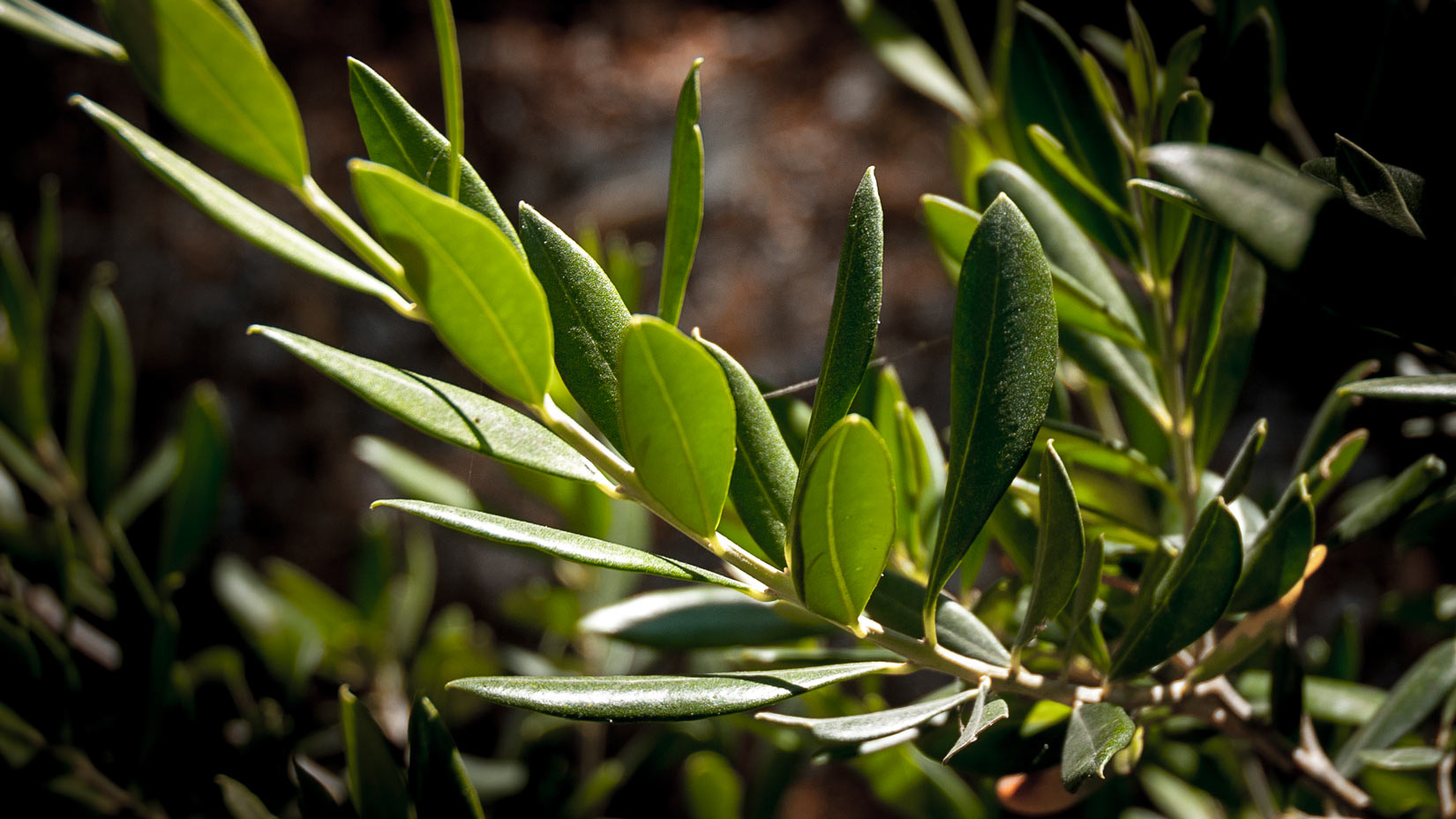 Olivový list – pramen zdraví ze Středozemí