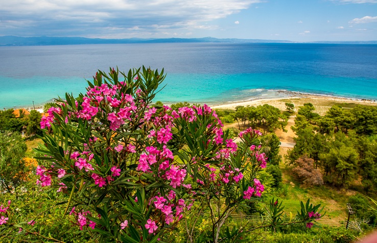 Když v létě v Řecku kvete oleandr