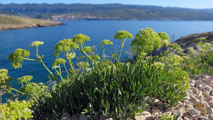Motar přímořský – řecká bylinka Kritamo, která roste na skalách