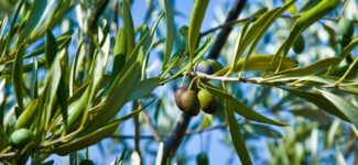 Olivovník evropský - olivový sad na Korfu v péči Evy Evoilino