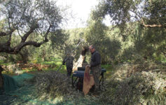 Domácí olivový olejíček v Kamares