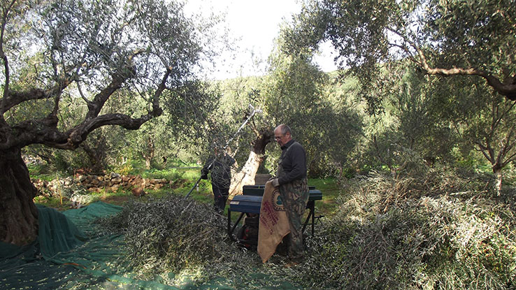 Domácí olivový olej v Kamares – jak si splnit sen v důchodu