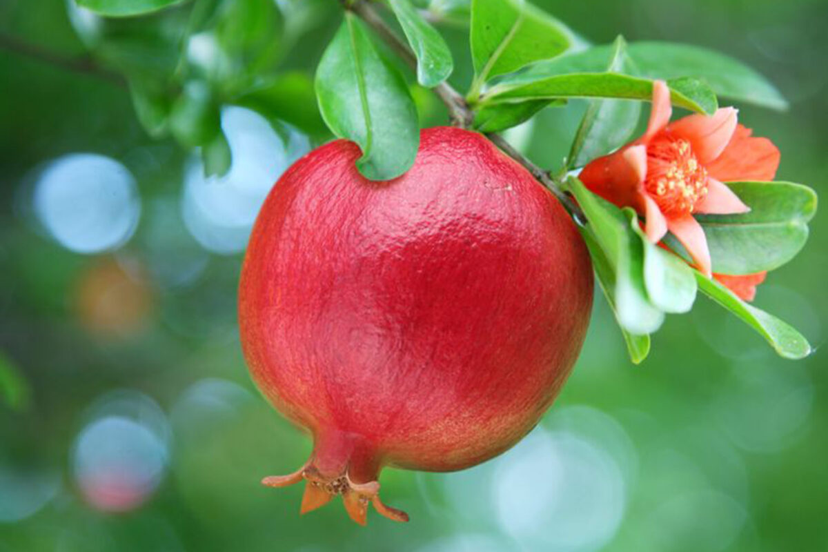 Granátové jablko RODI – řecký symbol plodnosti, štěstí a bohatství
