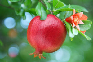 Granátové Jablko RODI – Řecký Symbol Plodnosti, Štěstí A Bohatství